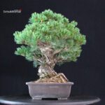 Pinus Pentaphylla - Goyomatsu Miyajima - immagine 4