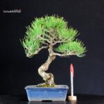 Pinus Thunbergii - Pino nero