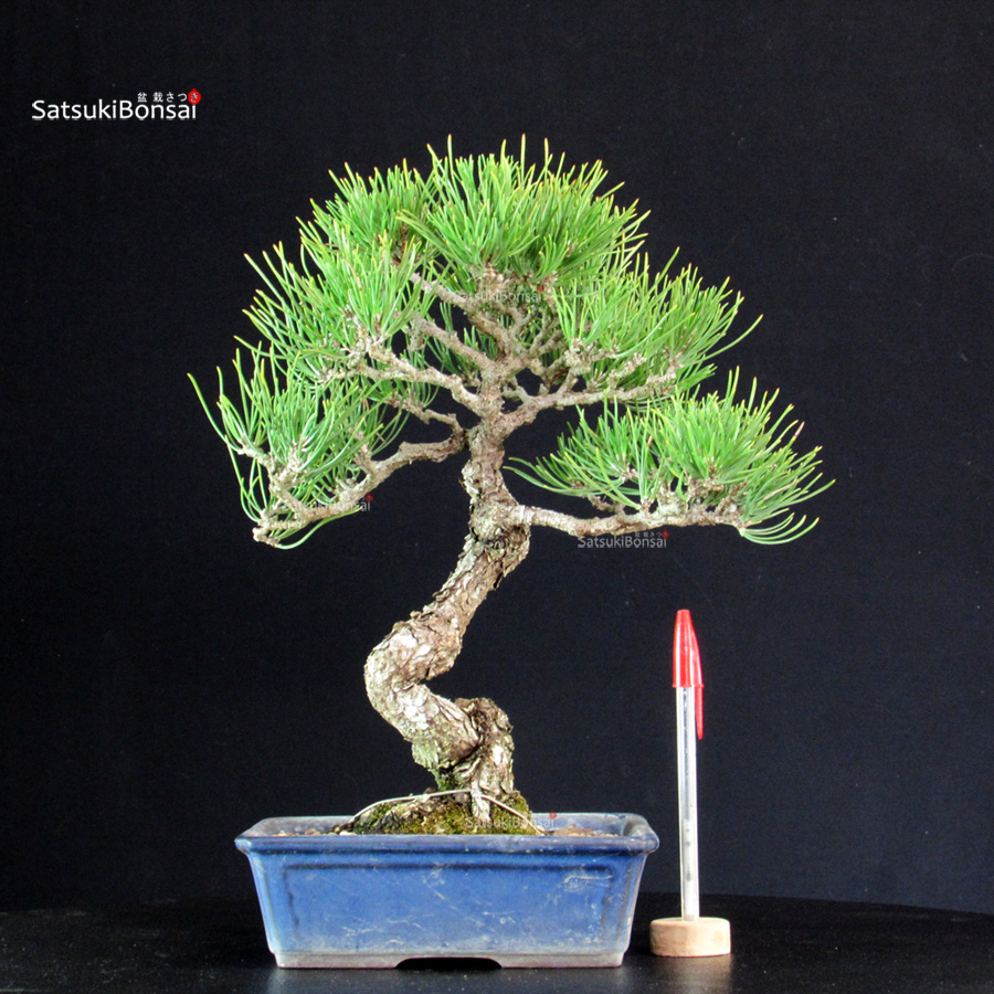 6305_1-Pinus-Thunbergii Pinus Thunbergii - Pino nero - immagine 1