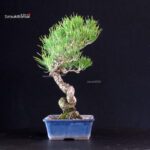 Pinus Thunbergii - Pino nero - immagine 2
