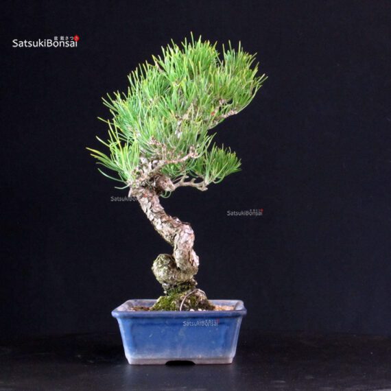Pinus Thunbergii - Pino nero - immagine 2