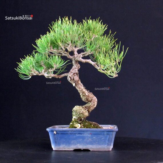 Pinus Thunbergii - Pino nero - immagine 3