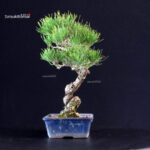 Pinus Thunbergii - Pino nero - immagine 4