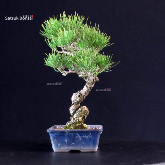 Pinus Thunbergii - Pino nero - immagine 4