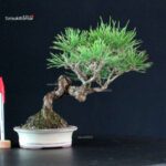 Pinus Thunbergii - Pino nero