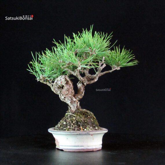 Pinus Thunbergii - Pino nero - immagine 2