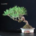 Pinus Thunbergii - Pino nero - immagine 3