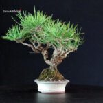 Pinus Thunbergii - Pino nero - immagine 4