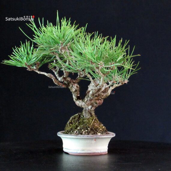 Pinus Thunbergii - Pino nero - immagine 4