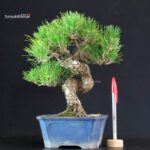 Pinus Thunbergii - Pino nero