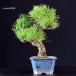 Pinus Thunbergii - Pino nero - immagine 2