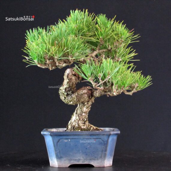 Pinus Thunbergii - Pino nero - immagine 3