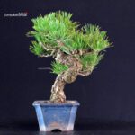 Pinus Thunbergii - Pino nero - immagine 4