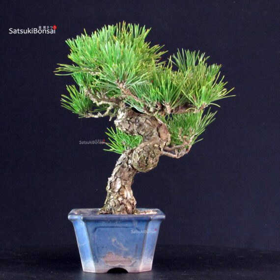 Pinus Thunbergii - Pino nero - immagine 4