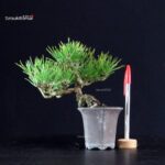 Pinus Thunbergii - Pino nero