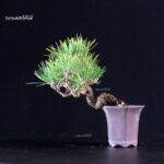Pinus Thunbergii - Pino nero - immagine 2
