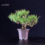 Pinus Thunbergii - Pino nero - immagine 3