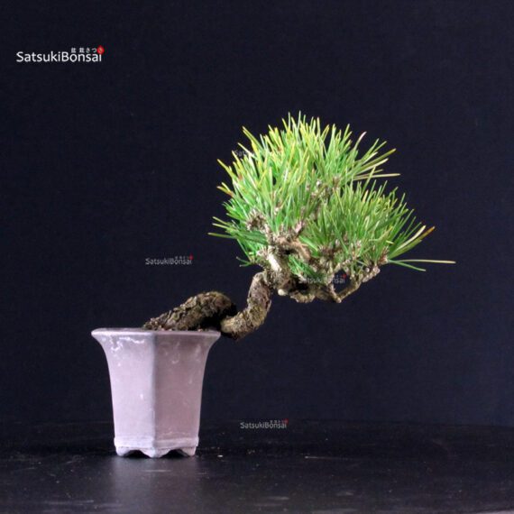 Pinus Thunbergii - Pino nero - immagine 4