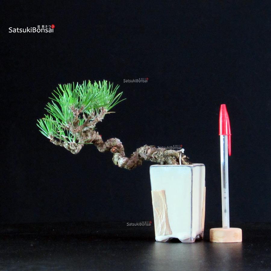 6310_1-Pinus-Thunbergii Pinus Thunbergii - Pino nero - immagine 1