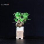 Pinus Thunbergii - Pino nero - immagine 2
