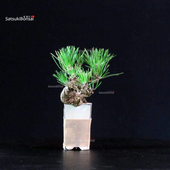 Pinus Thunbergii - Pino nero - immagine 2