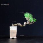 Pinus Thunbergii - Pino nero - immagine 3