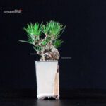 Pinus Thunbergii - Pino nero - immagine 4