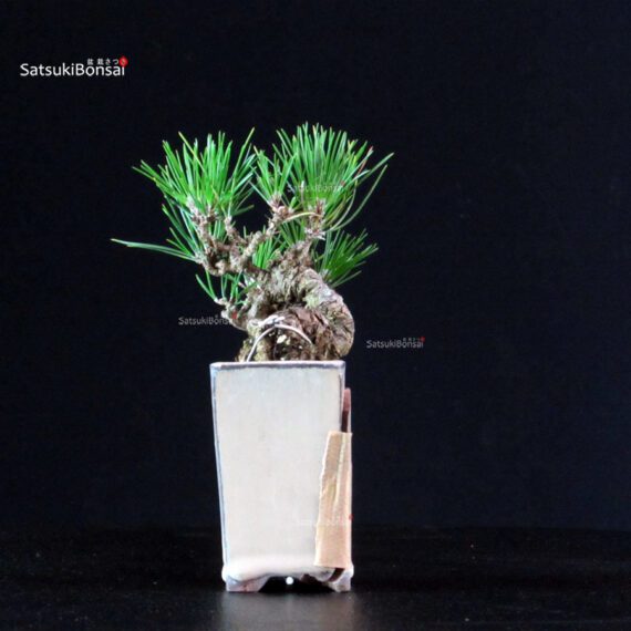 Pinus Thunbergii - Pino nero - immagine 4