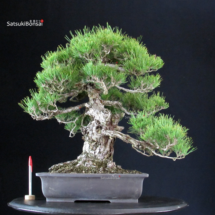 6315_1-Pinus-thunbergii Pinus Thunbergii - immagine 1