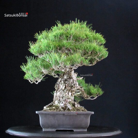 Pinus Thunbergii - immagine 2