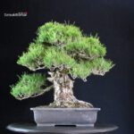 Pinus Thunbergii - immagine 3