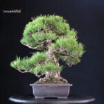 Pinus Thunbergii - immagine 4