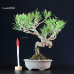 Pinus Thunbergii - Pino nero