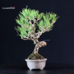 Pinus Thunbergii - Pino nero - immagine 2