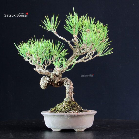 Pinus Thunbergii - Pino nero - immagine 3