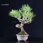 Pinus Thunbergii - Pino nero - immagine 4
