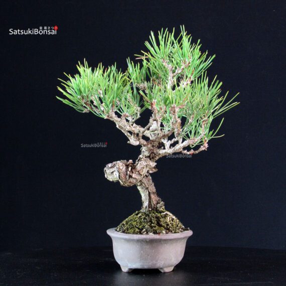 Pinus Thunbergii - Pino nero - immagine 4