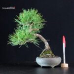 Pinus Thunbergii - Pino nero