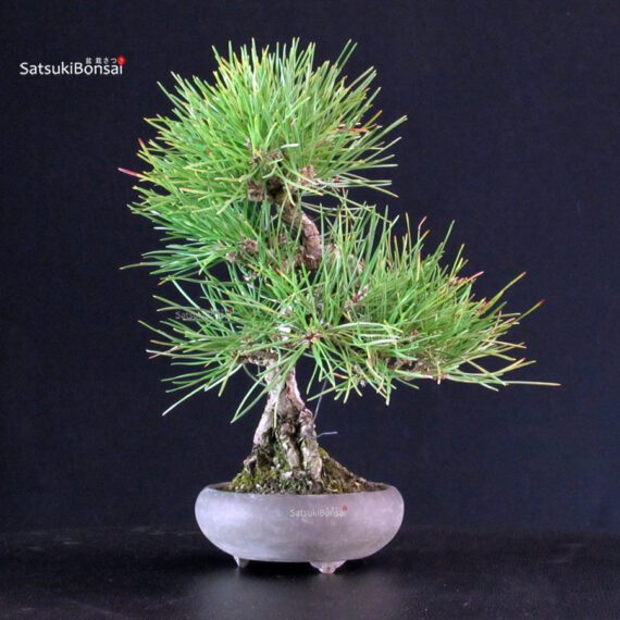 Pinus Thunbergii - Pino nero - immagine 2