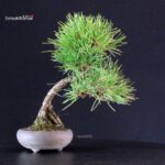 Pinus Thunbergii - Pino nero - immagine 3