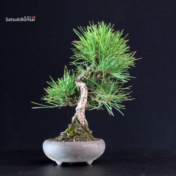 Pinus Thunbergii - Pino nero - immagine 4