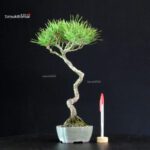 Pinus Thunbergii - Pino nero