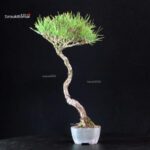 Pinus Thunbergii - Pino nero - immagine 2