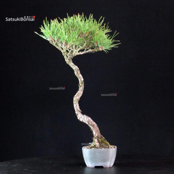 Pinus Thunbergii - Pino nero - immagine 2