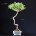 Pinus Thunbergii - Pino nero - immagine 3