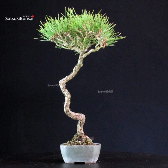 Pinus Thunbergii - Pino nero - immagine 3