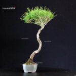 Pinus Thunbergii - Pino nero - immagine 4