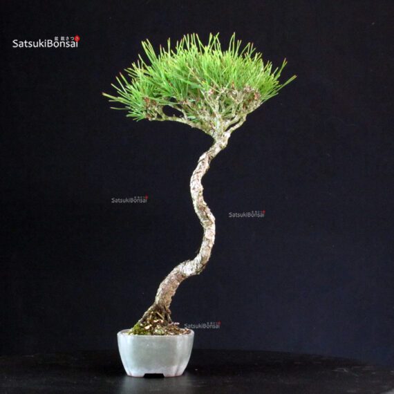 Pinus Thunbergii - Pino nero - immagine 4