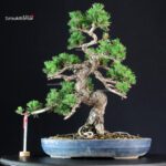 Pinus Thunbergii Kuromatsu Kotobuki