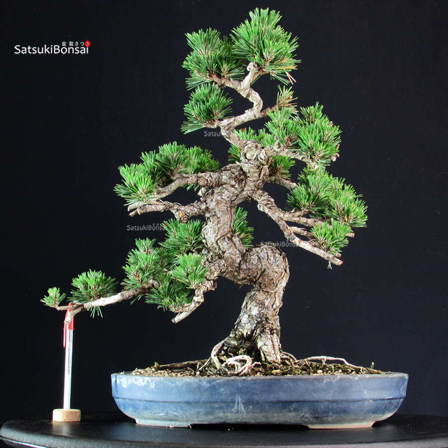 6320_1-Pinus-thunbergii-Kotobuki Pinus Thunbergii Kuromatsu Kotobuki - immagine 1